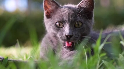 Wall Mural - kitten lies on the grass and yawns