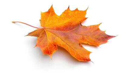 Wall Mural - Maple leaf in autumn isolation on white background