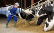 © JackF - Adult male farmer uses pitchfork to feed cows on dairy farm