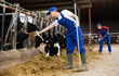 © JackF - Focused livestock farm worker feeding cows in cowshed, tossing fresh hay into stall with pitchfork