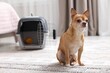 © New Africa - Adorable dog and pet carrier on floor indoors, selective focus