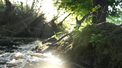 Poster - river in the forest