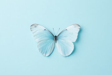 Poster - Symmetrical Blue Butterfly on Light Blue Background Minimalist Aesthetic