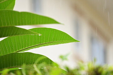 Wall Mural - beautiful frangipani flower tree in springtime, rainy day