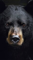 Sticker - Majestic American Black Bear Close-up Portrait