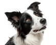 © Selena Moore - Black and white border collie portrait isolated on white background. Border collie headshot on white