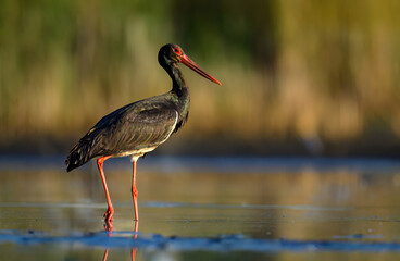 Wall Mural - black stork bird ( ciconia nigra )