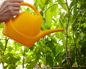 Wall Mural - Old man gardening in home greenhouse. Men's hands hold watering can and watering the tomato plant