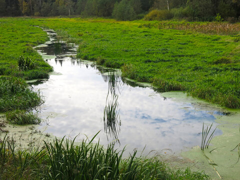 forest swamp with duckweed and grassy banks