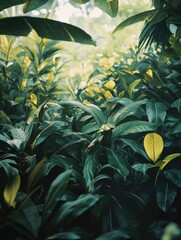 Sticker - Dense jungle filled with green leaves and a few yellow leaves. The leaves are large and vibrant, creating a lush and vibrant atmosphere. The yellow leaves are small