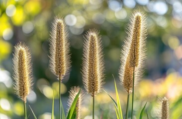 Poster - A close-up of tall, fluffy grass spikes illuminated by soft sunlight.