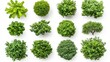 © innova - Aerial View of Various Green Plants and Trees on a White Background