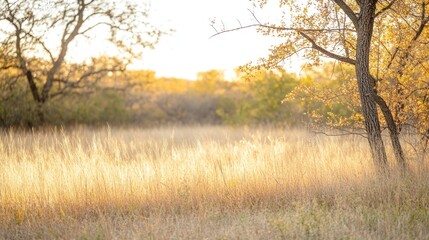 Poster - A serene autumn landscape with golden grass and trees illuminated by soft sunlight.