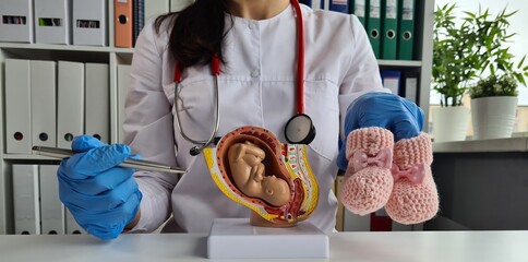 Doctor obstetrician gynecologist showing fetus in uterus of anatomical model of human organ