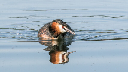 Poster - duck in the water