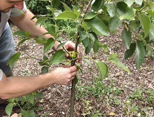 Poster - Farmer harvesting ripe coffee cherries by hand