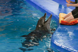 Show with dolphins. the trainer works with a trained dolphin in the pool.