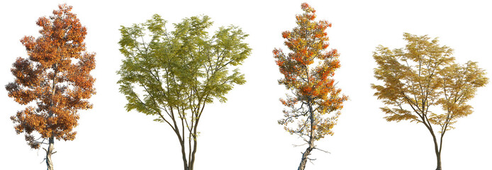 Wall Mural - Set of autumn Acer buergerianum (trident maple) and Acer palmatum (Japanese maple, palmate maple or smooth Japanese maple) trees isolated png on a transparent background perfectly cutout