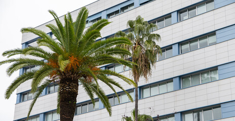 Contemporary Office Building With Lush Green Trees - Icon Of Business Success And Eco-Friendly Architecture 