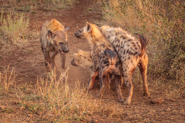 Wall Mural - group of four spotted hyena's (crocuta crocuta) showing social behavior