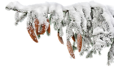 Wall Mural - branches with cones of christmas tree ( spruce, fir ) covered of hoarfrost and snow in winter on a w