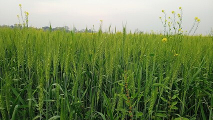 green grass on a blue background