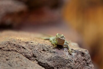 Wall Mural - Lizard resting on a rock.