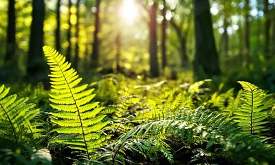 Wall Mural - A serene forest scene featuring vibrant ferns illuminated by sunlight filtering through trees.