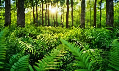 Wall Mural - A serene forest scene with vibrant ferns illuminated by sunlight filtering through trees.