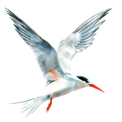 Canvas Print - A watercolor of Tern, isolated on a white background. Tern vector.