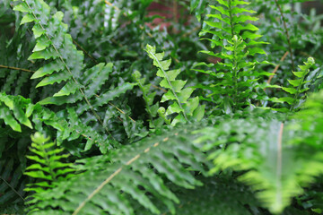 Canvas Print - green fern texture