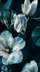 Wall Mural - Beautiful hibiscus flowers in muted colors showcasing intricate petal details against a dark background