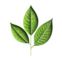 Aufkleber - Green leaves representing nature, growth, and environmental themes with a clear background for seamless blending