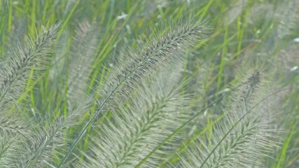 Wall Mural - dogtail grass sways in the wind