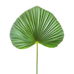 Poster - vibrant green tropical palm leaf isolated on a transparent background, ideal for nature-inspired des