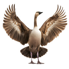 Poster - Elegant swan goose with wide-spread wings, perfect for nature, wildlife, and outdoor projects
