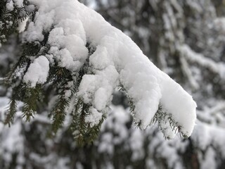 Wall Mural - there is snow on the pine branches. the magical winter season, which covers everything around with s