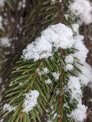 Wall Mural - there is snow on the pine branches. the magical winter season, which covers everything around with s