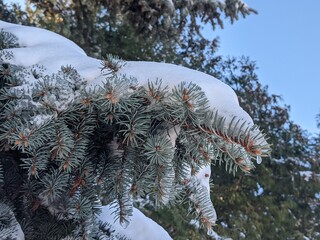 Wall Mural - there is snow on the pine branches. the magical winter season, which covers everything around with s