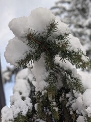Wall Mural - there is snow on the pine branches. the magical winter season, which covers everything around with s