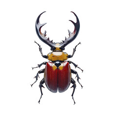 Poster - Vibrant beetle with large antlers on transparent background, showcasing exotic beauty in close-up macro shot. Red, yellow, and black hues highlight its wild appearance