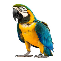 Poster - Vibrant blue-and-yellow macaw parrot stands gracefully against a transparent background, showcasing its colorful feathers in shades of blue, yellow, green, and orange