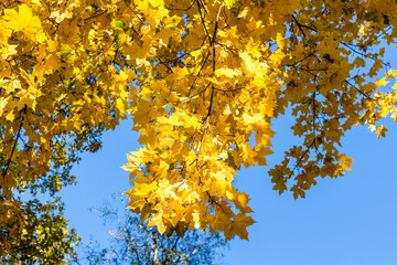 Wall Mural - yellow leaves of maple tree with and blue sky