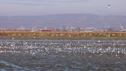 Wall Mural - group of seagulls above a lake on a sunny autumn day