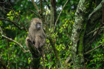 Poster - Olive baboon sits on branch turning head