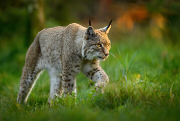 Wall Mural - Eurasian lynx ( Lynx lynx ) close up