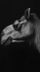 Aufkleber - A monochrome profile of a camel against a dark background, emphasizing its features.