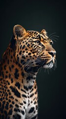 Aufkleber - A close-up portrait of a leopard showcasing its striking features and distinctive spots.
