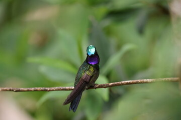 Wall Mural - Male Purple-throated mountaingem (Lampornis calolaemus)