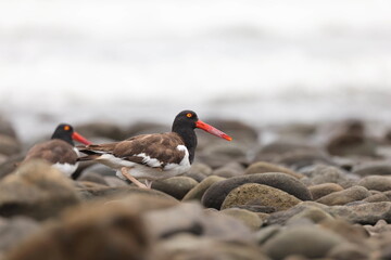 Wall Mural - American oystercatcher